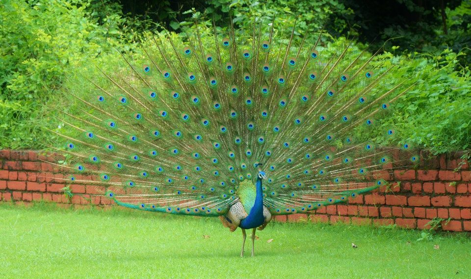 peacock.jpg